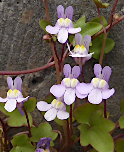 cymbalaria muralis