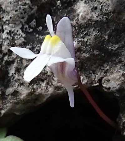 cymbalaria muralis