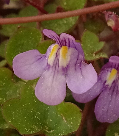 cymbalaria muralis