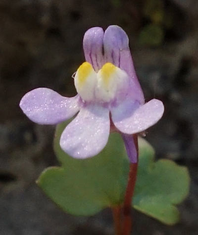 cymbalaria muralis