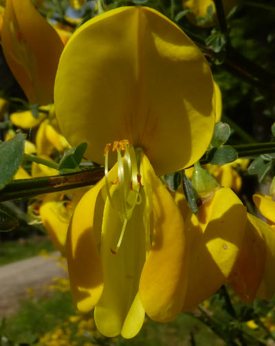 cytisus scoparius