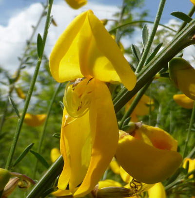 cytisus scoparius