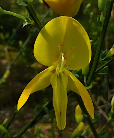 cytisus scoparius