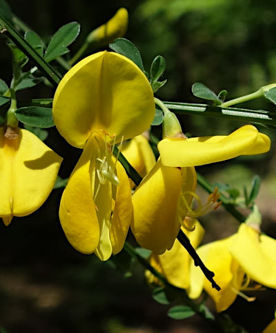 cytisus scoparius