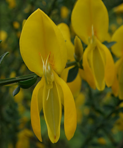 cytisus scoparius