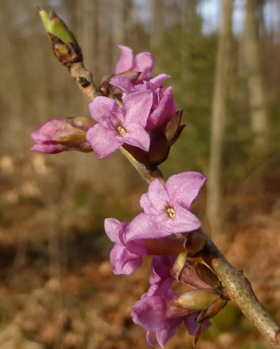 daphne mezereum