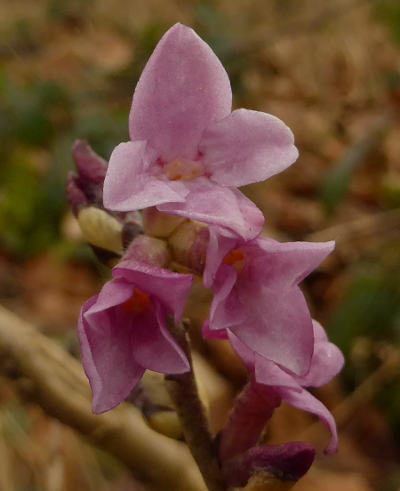 daphne mezereum