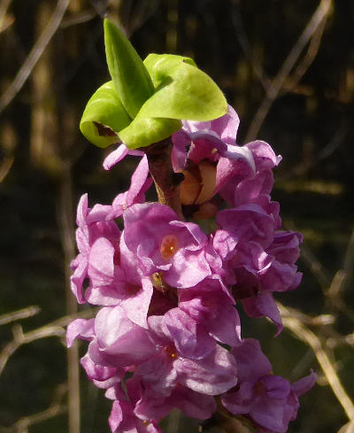 daphne mezereum