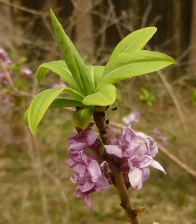 daphne mezereum