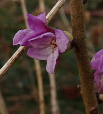 daphne mezereum