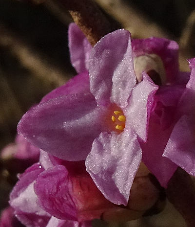 daphne mezereum