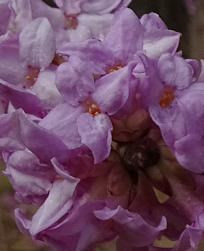 daphne mezereum