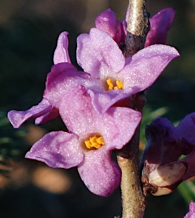 daphne mezereum