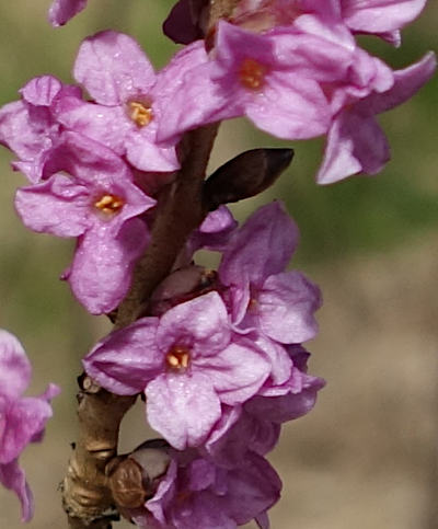 daphne mezereum