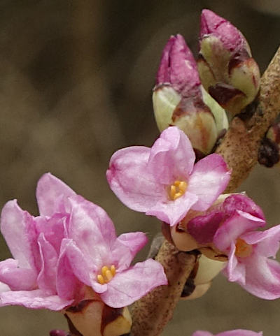 daphne mezereum