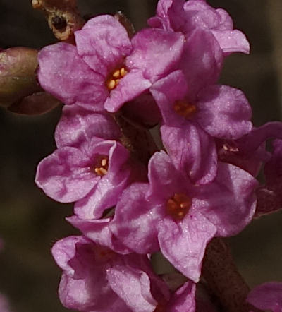 daphne mezereum