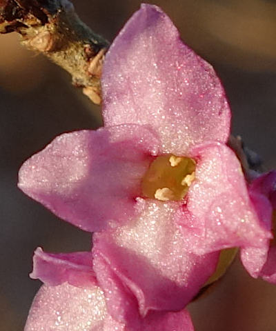 daphne mezereum