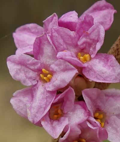 daphne mezereum