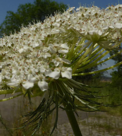 daucus carota