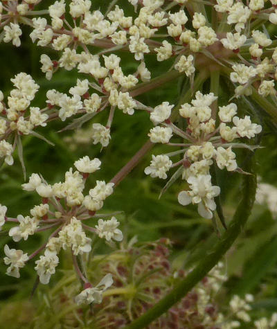 daucus carota