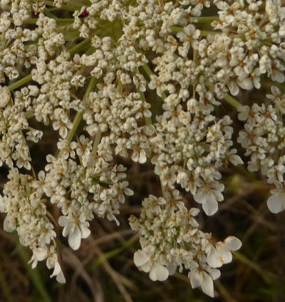 daucus carota