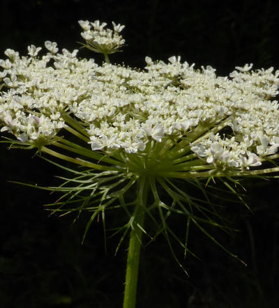 daucus carota