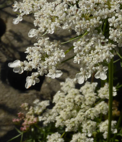 daucus carota