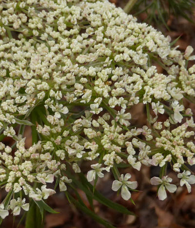 daucus carota