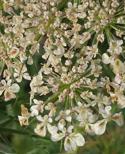 daucus carota