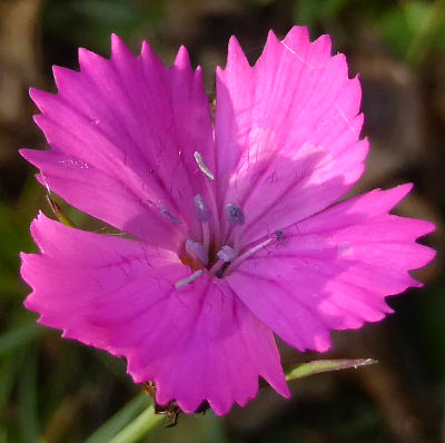 dianthus carthusianorum