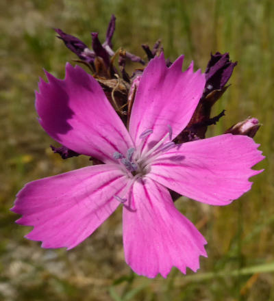 dianthus carthusianorum