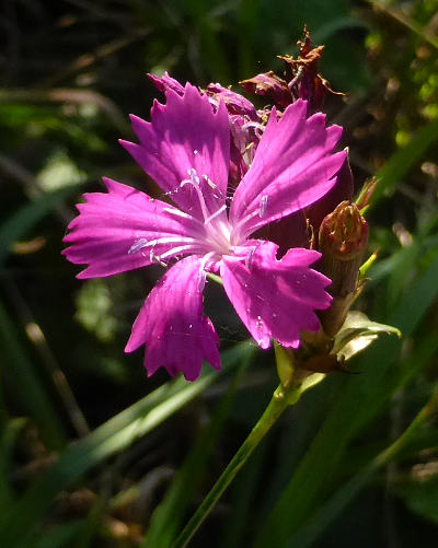 dianthus carthusianorum