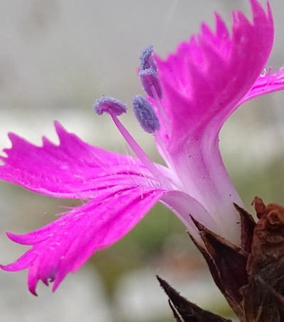 dianthus carthusianorum