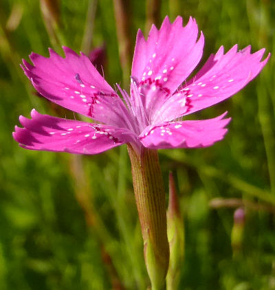 dianthus deltoides