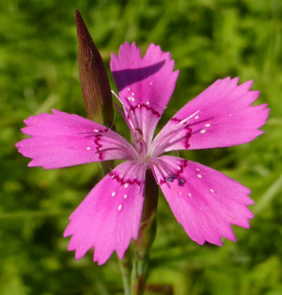 dianthus deltoides