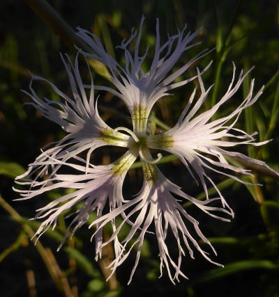 dianthus superbus