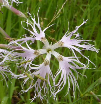 dianthus superbus