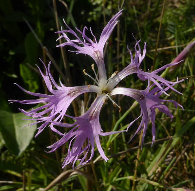 dianthus superbus