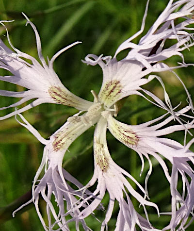 dianthus superbus