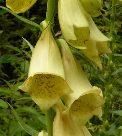 digitalis grandiflora