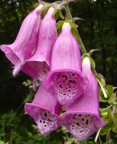 digitalis purpurea