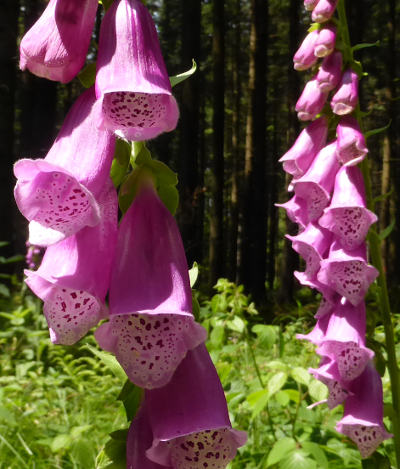 digitalis purpurea