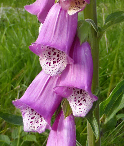 digitalis purpurea