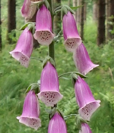 digitalis purpurea