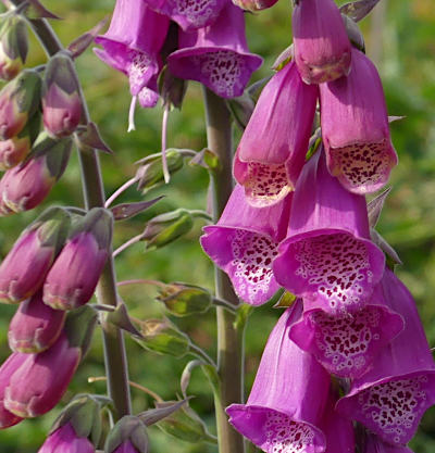 digitalis purpurea