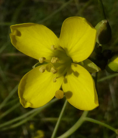 diplotaxis tenuifolia