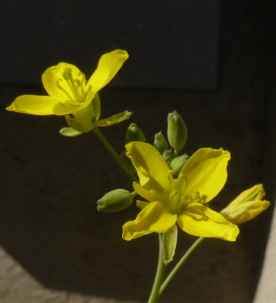 diplotaxis tenuifolia