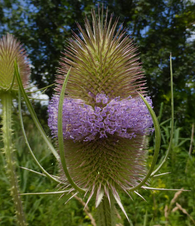 dipsacus fullonum