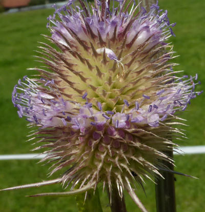 dipsacus fullonum