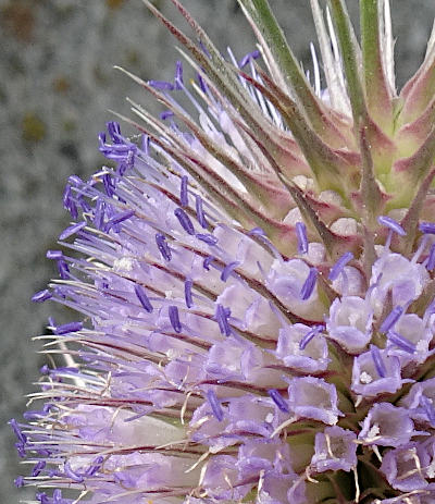 dipsacus fullonum